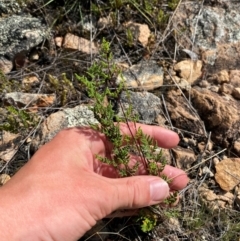 Cheilanthes sieberi subsp. sieberi (Narrow Rock Fern) at Michelago, NSW - 12 Jan 2024 by Tapirlord