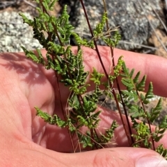 Cheilanthes sieberi subsp. sieberi at Illilanga & Baroona - 13 Jan 2024