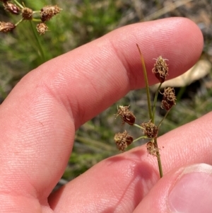 Fimbristylis dichotoma at Illilanga & Baroona - suppressed