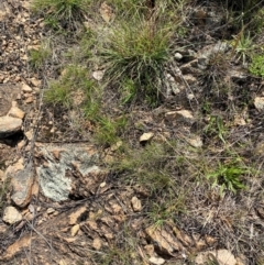 Fimbristylis dichotoma at Illilanga & Baroona - suppressed