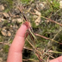 Cymbopogon refractus (Barbed-wire Grass) at Illilanga & Baroona - 13 Jan 2024 by Tapirlord