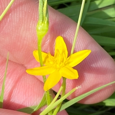 Hypoxis hygrometrica var. villosisepala (Golden Weather-grass) at Illilanga & Baroona - 13 Jan 2024 by Tapirlord