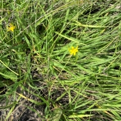 Hypoxis hygrometrica var. villosisepala at Illilanga & Baroona - 13 Jan 2024