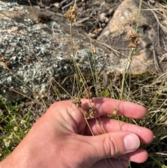 Juncus filicaulis (Thread Rush) at Illilanga & Baroona - 13 Jan 2024 by Tapirlord