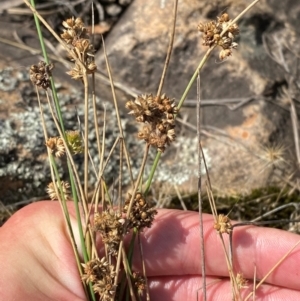 Juncus filicaulis at Illilanga & Baroona - 13 Jan 2024