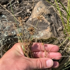 Juncus filicaulis at Illilanga & Baroona - 13 Jan 2024