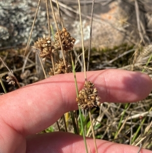 Juncus filicaulis at Illilanga & Baroona - 13 Jan 2024