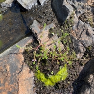 Lythrum hyssopifolia at Michelago, NSW - 13 Jan 2024