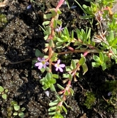 Lythrum hyssopifolia at Michelago, NSW - 13 Jan 2024