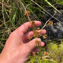 Cyperus gunnii subsp. gunnii (Flecked Flat-Sedge) at Michelago, NSW - 12 Jan 2024 by Tapirlord