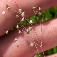 Briza minor (Shivery Grass) at Michelago, NSW - 12 Jan 2024 by Tapirlord