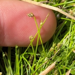 Isolepis cernua (Slender Clubrush) at Michelago, NSW - 12 Jan 2024 by Tapirlord