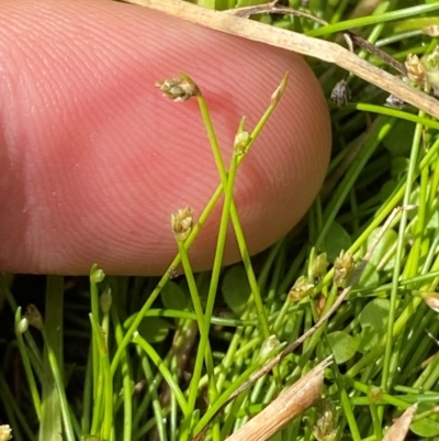 Isolepis cernua (Slender Clubrush) at Michelago, NSW - 13 Jan 2024 by Tapirlord