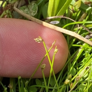 Isolepis cernua at Michelago, NSW - 13 Jan 2024