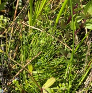 Isolepis cernua at Michelago, NSW - 13 Jan 2024