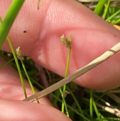 Isolepis cernua at Michelago, NSW - 13 Jan 2024