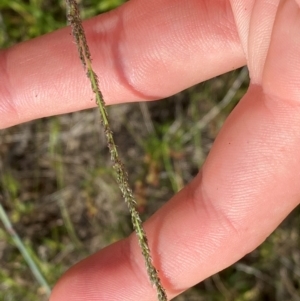 Sporobolus creber at Michelago, NSW - suppressed