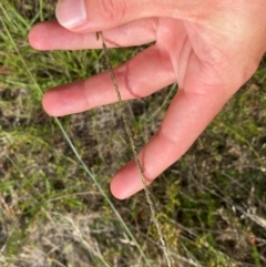 Sporobolus creber at Michelago, NSW - suppressed