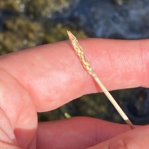 Eleocharis acuta at Michelago, NSW - suppressed