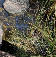 Eleocharis acuta at Michelago, NSW - suppressed