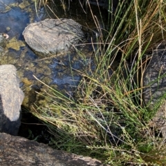 Eleocharis acuta at Michelago, NSW - suppressed