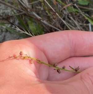 Haloragis heterophylla at Michelago, NSW - suppressed