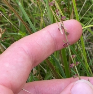 Haloragis heterophylla at Michelago, NSW - suppressed