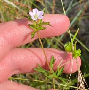 Geranium sp. Pleated sepals (D.E.Albrecht 4707) Vic. Herbarium at Michelago, NSW - 13 Jan 2024