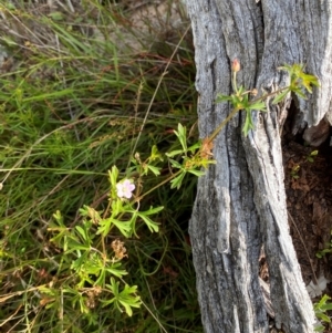 Geranium sp. Pleated sepals (D.E.Albrecht 4707) Vic. Herbarium at Michelago, NSW - 13 Jan 2024