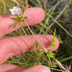 Geranium sp. Pleated sepals (D.E.Albrecht 4707) Vic. Herbarium at Michelago, NSW - 13 Jan 2024