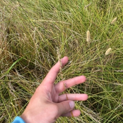 Carex appressa (Tall Sedge) at Michelago, NSW - 13 Jan 2024 by Tapirlord