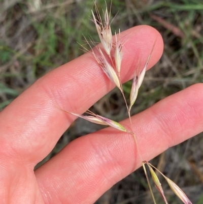 Rytidosperma duttonianum (Brown-back Wallaby Grass) at Illilanga & Baroona - 12 Jan 2024 by Tapirlord