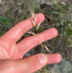 Rytidosperma duttonianum at Illilanga & Baroona - 13 Jan 2024