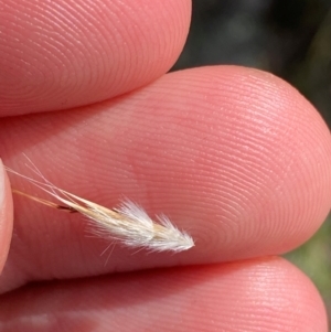 Rytidosperma duttonianum at Illilanga & Baroona - suppressed