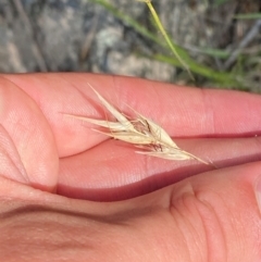 Rytidosperma duttonianum at Illilanga & Baroona - suppressed