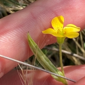 Oxalis perennans at Illilanga & Baroona - 13 Jan 2024