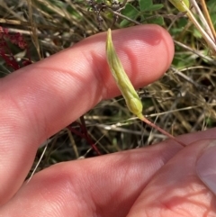 Oxalis perennans at Illilanga & Baroona - 13 Jan 2024