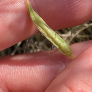 Oxalis perennans at Illilanga & Baroona - 13 Jan 2024