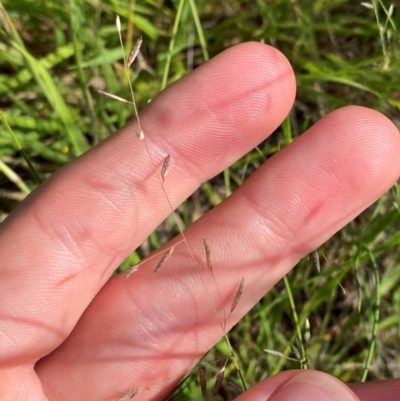 Eragrostis brownii (Common Love Grass) at Illilanga & Baroona - 12 Jan 2024 by Tapirlord