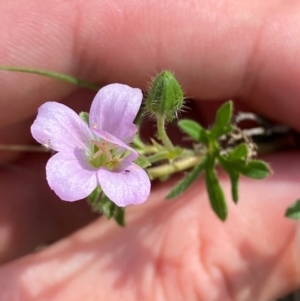 Geranium retrorsum at Illilanga & Baroona - 13 Jan 2024