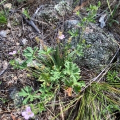 Geranium retrorsum at Illilanga & Baroona - 13 Jan 2024