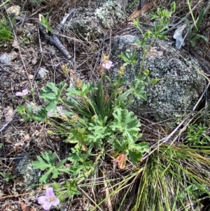 Geranium retrorsum at Illilanga & Baroona - suppressed