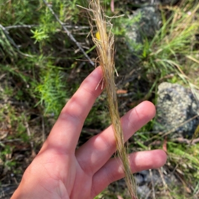 Austrostipa densiflora (Foxtail Speargrass) at Illilanga & Baroona - 12 Jan 2024 by Tapirlord