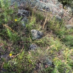 Austrostipa densiflora at Illilanga & Baroona - suppressed