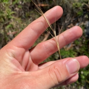 Anthosachne scabra at Illilanga & Baroona - 13 Jan 2024