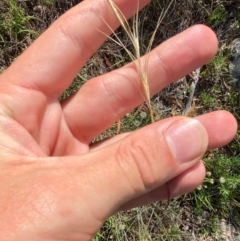 Anthosachne scabra at Illilanga & Baroona - 13 Jan 2024