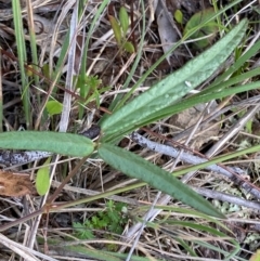 Grona varians (Slender Tick-Trefoil) at Illilanga & Baroona - 12 Jan 2024 by Tapirlord