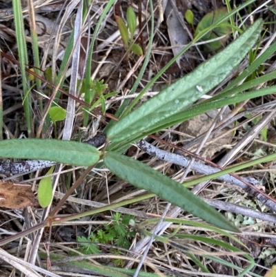 Grona varians (Slender Tick-Trefoil) at Illilanga & Baroona - 12 Jan 2024 by Tapirlord