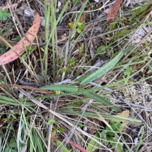 Grona varians at Illilanga & Baroona - suppressed