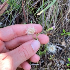 Vittadinia cuneata var. cuneata at Illilanga & Baroona - suppressed